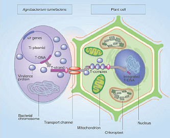 Agrobacterium mediated transformation