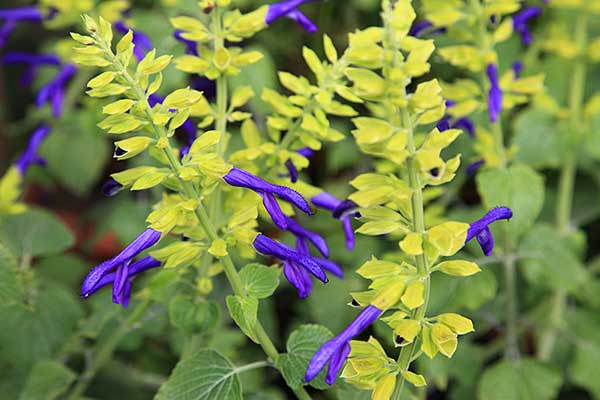 The flowers of Salvia mexicana 'Little Limelight'