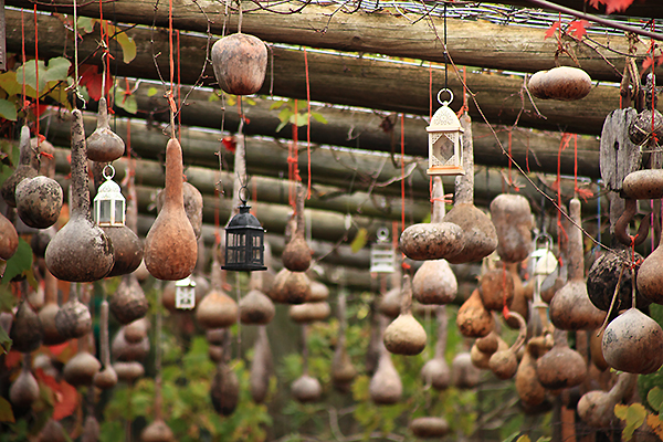 Gourds hanging from the pergola at Alowyn Gardens.