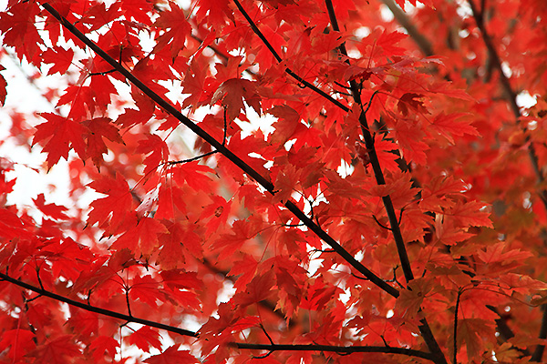 Red autumn leaves from a maple