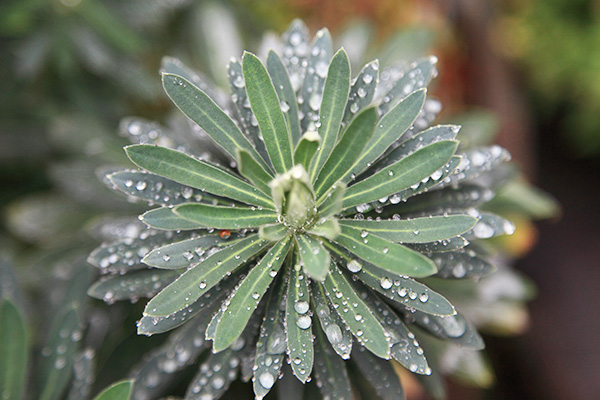 Euphorbia leaves with raindrops on them.