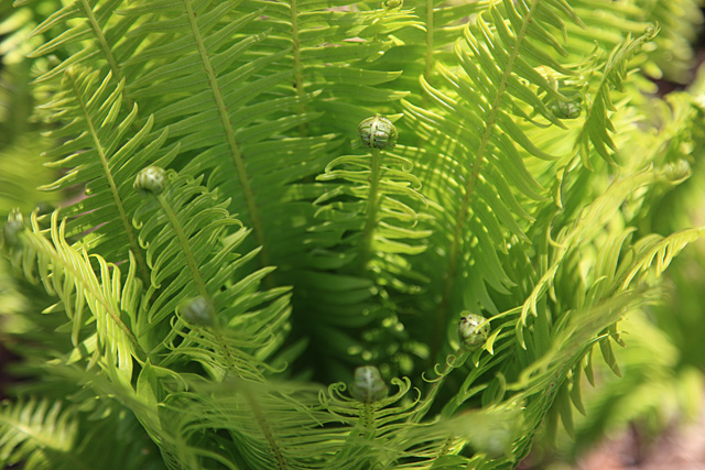 Whorl of fern fronds
