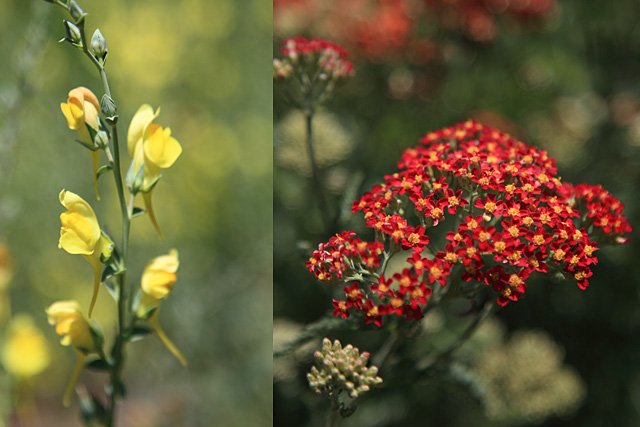 Yellow toadflax flower on left and red yarrow on right: Composite image.