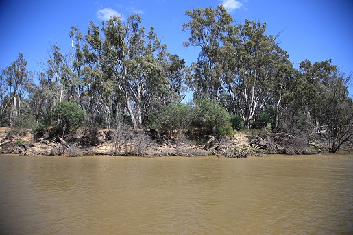 Eucalypts on the bank of the Murray River.