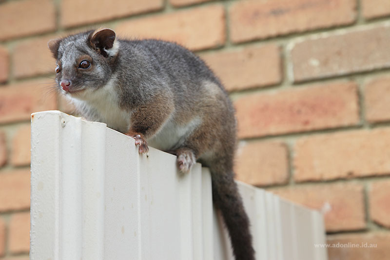Possum sitting atop a gate