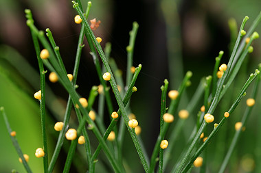 Whisk Fern