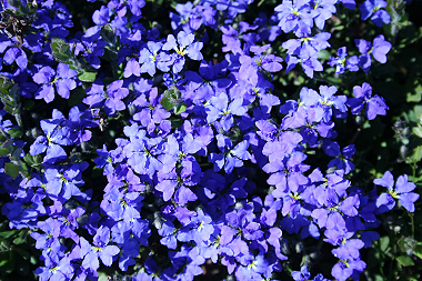 Australian Blue Flowers